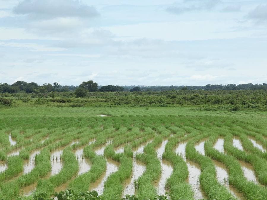 Open cultivated land in Niger State, Nigeria